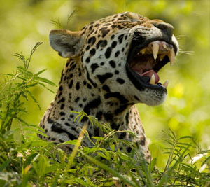 jaguar snarl